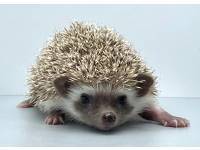 hedgehog photo