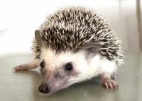 hedgehog photo
