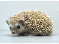 hedgehog photo