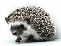 hedgehog photo