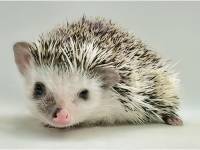 hedgehog photo