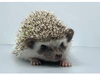 hedgehog photo