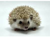 hedgehog photo