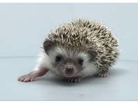 hedgehog photo