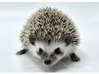 hedgehog photo