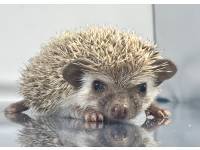 hedgehog photo