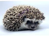 hedgehog photo