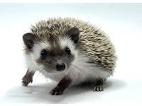 hedgehog photo