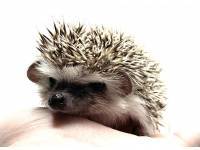hedgehog photo