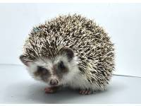 hedgehog photo
