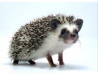 hedgehog photo