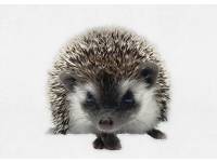 hedgehog photo