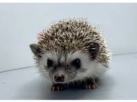 hedgehog photo