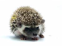 hedgehog photo