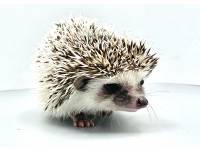 hedgehog photo