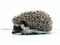 hedgehog photo