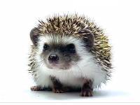 hedgehog photo