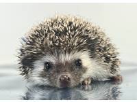 hedgehog photo