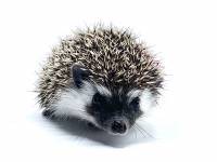 hedgehog photo