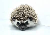 hedgehog photo