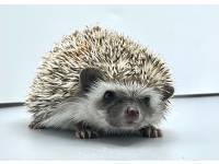 hedgehog photo