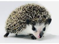 hedgehog photo