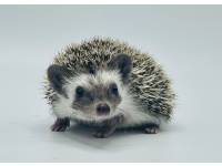 hedgehog photo