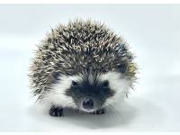 hedgehog photo