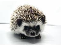 hedgehog photo