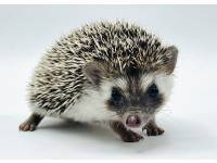 hedgehog photo