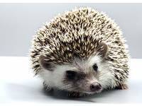 hedgehog photo