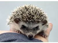 hedgehog photo