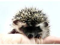 hedgehog photo