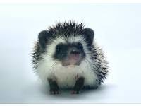 hedgehog photo