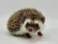 hedgehog photo