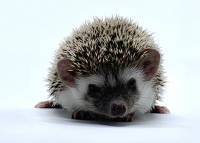 hedgehog photo