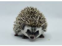 hedgehog photo