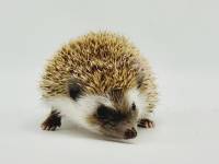 hedgehog photo