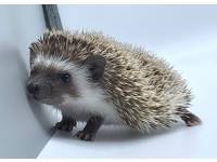 hedgehog photo