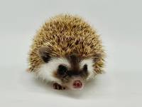 hedgehog photo