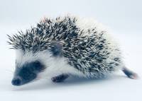 hedgehog photo