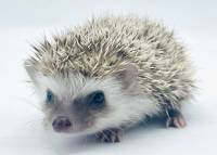 hedgehog photo