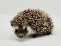 hedgehog photo