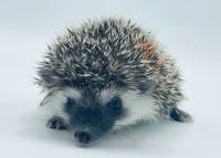 hedgehog photo