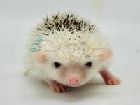 hedgehog photo