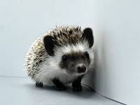 hedgehog photo