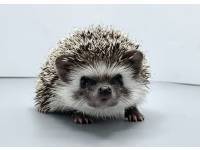 hedgehog photo