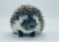 hedgehog photo