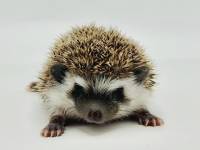 hedgehog photo