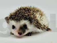 photo of hedgehog Gynell, for sale